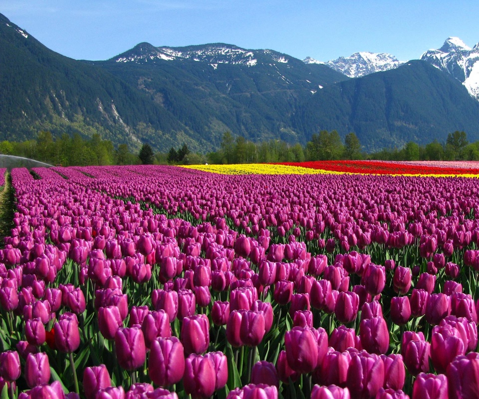 Поле тюльпанов обои