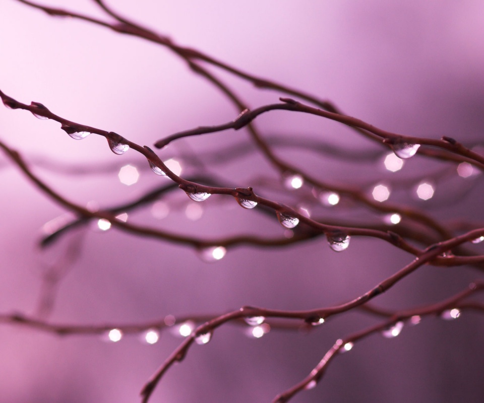 Капли на ветке обои