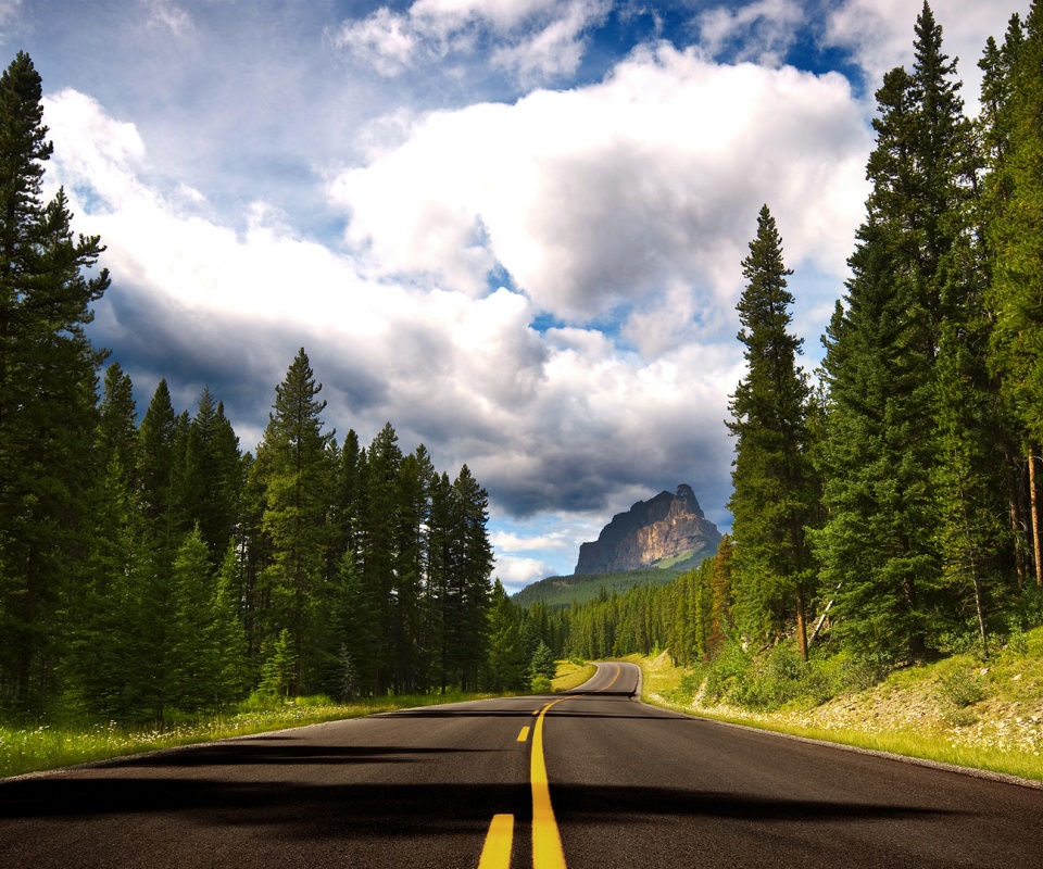 Красивая лесная дорога обои