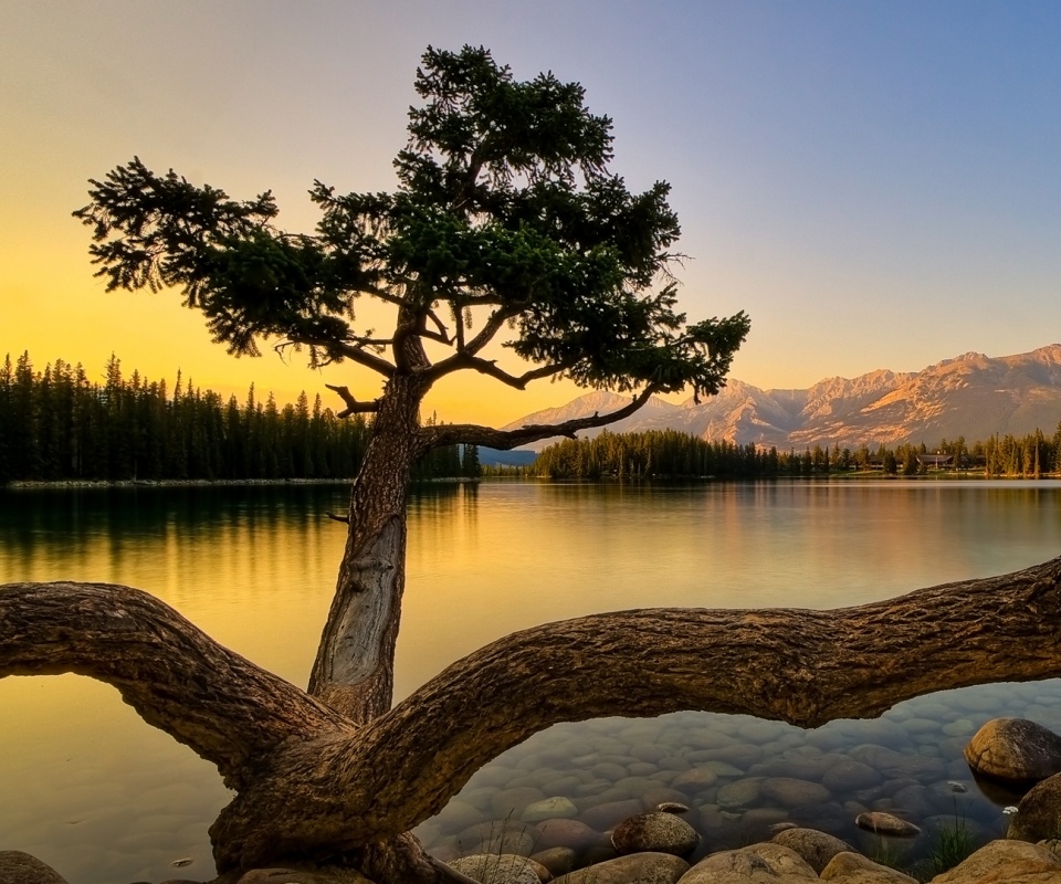 Дерево у горного озера обои