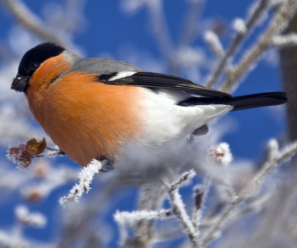 Снегирь на ветке обои