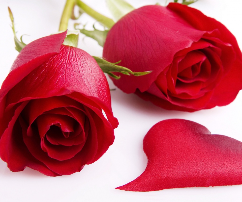 Две красные розы обои