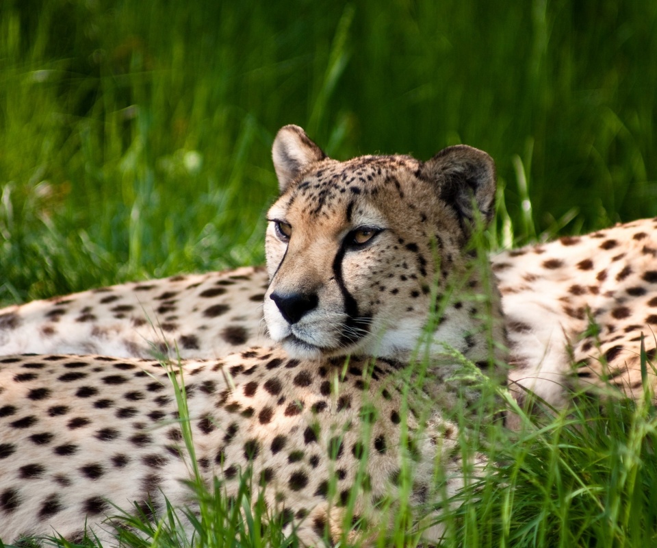 Два изящных гепард в природе обои