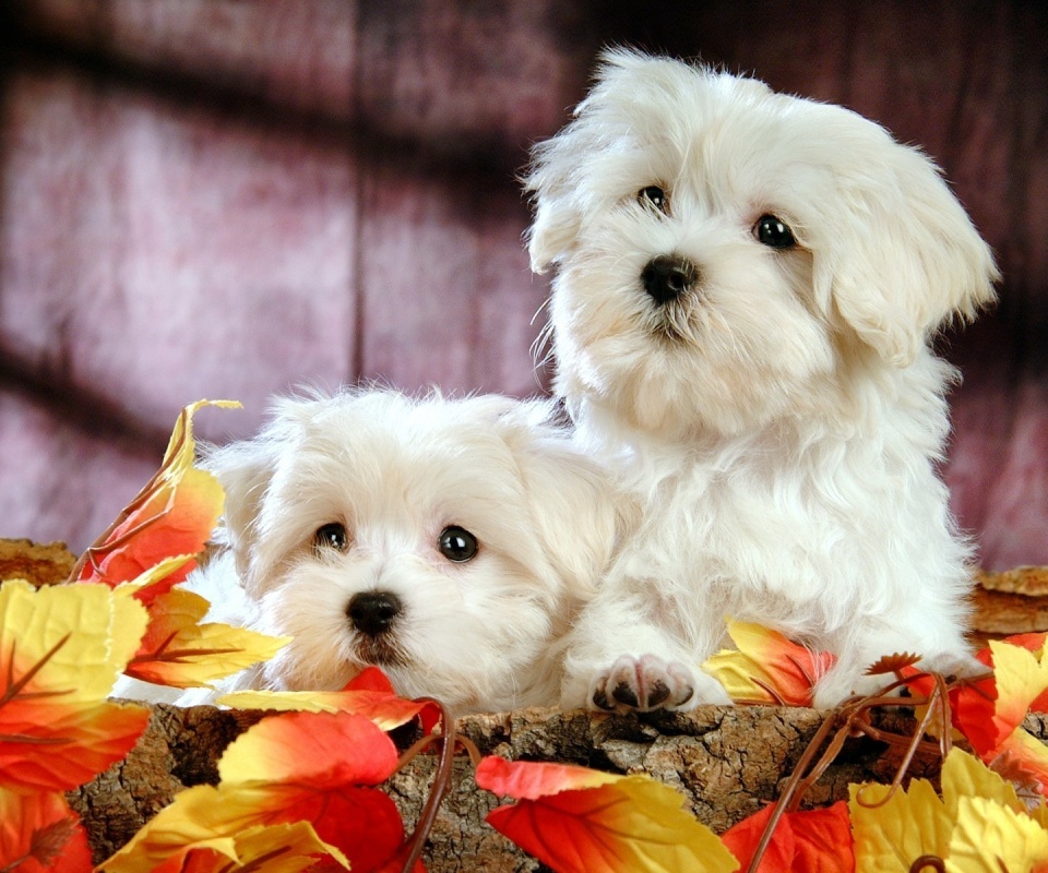 Два белых и пушистых пёсика  обои