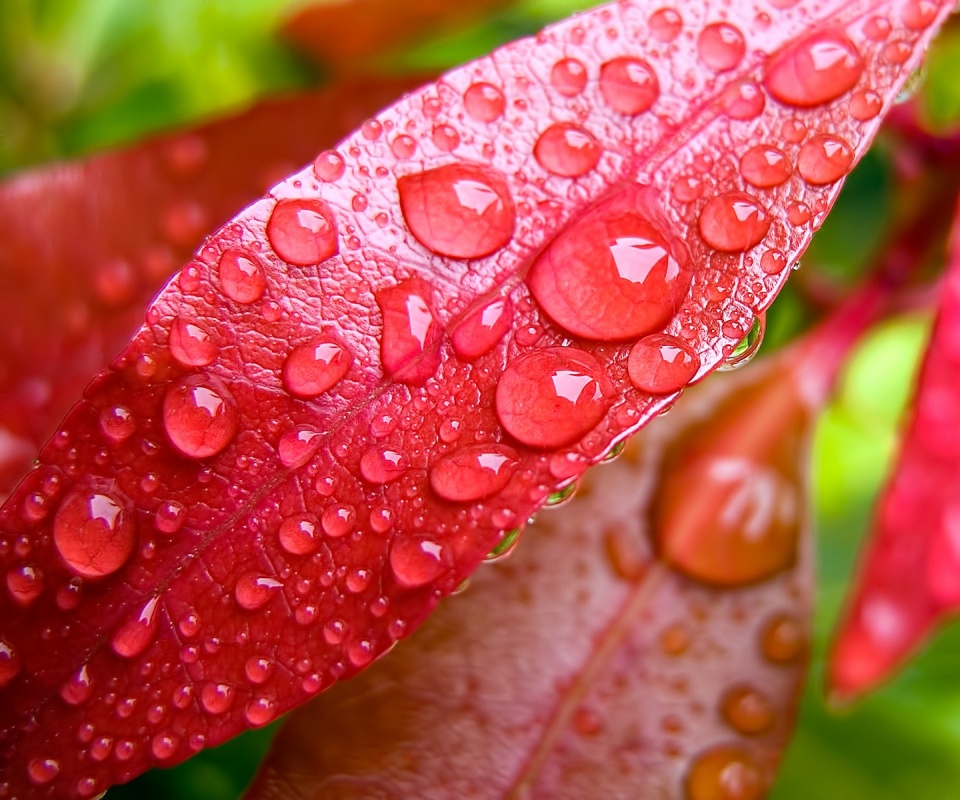 Капли росы на красных листьях обои