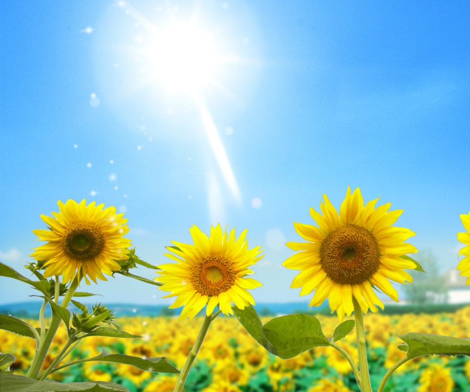Подсолнухи не смотрят на солнце обои