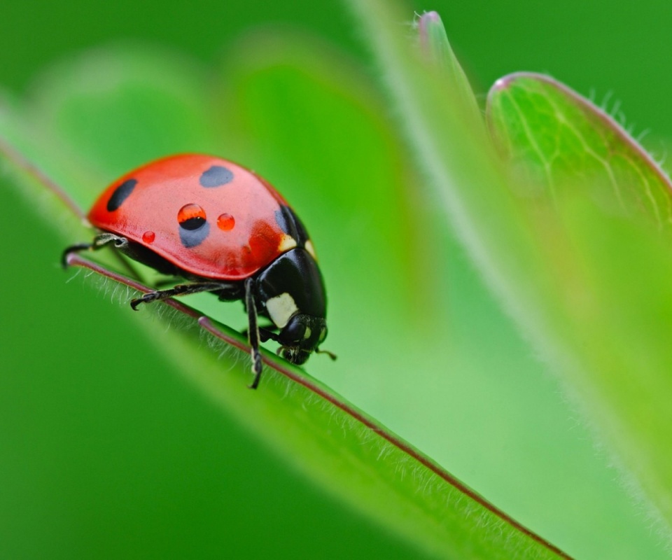 Божья коровка обои