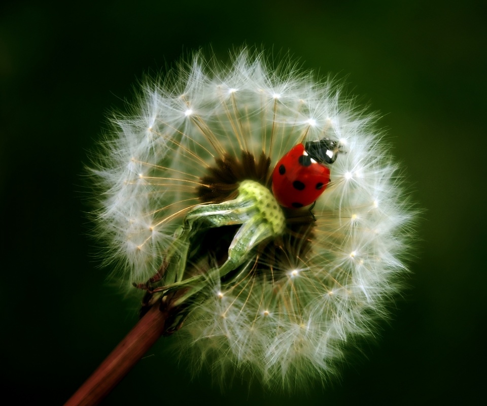 Божья коровка на одуванчике обои