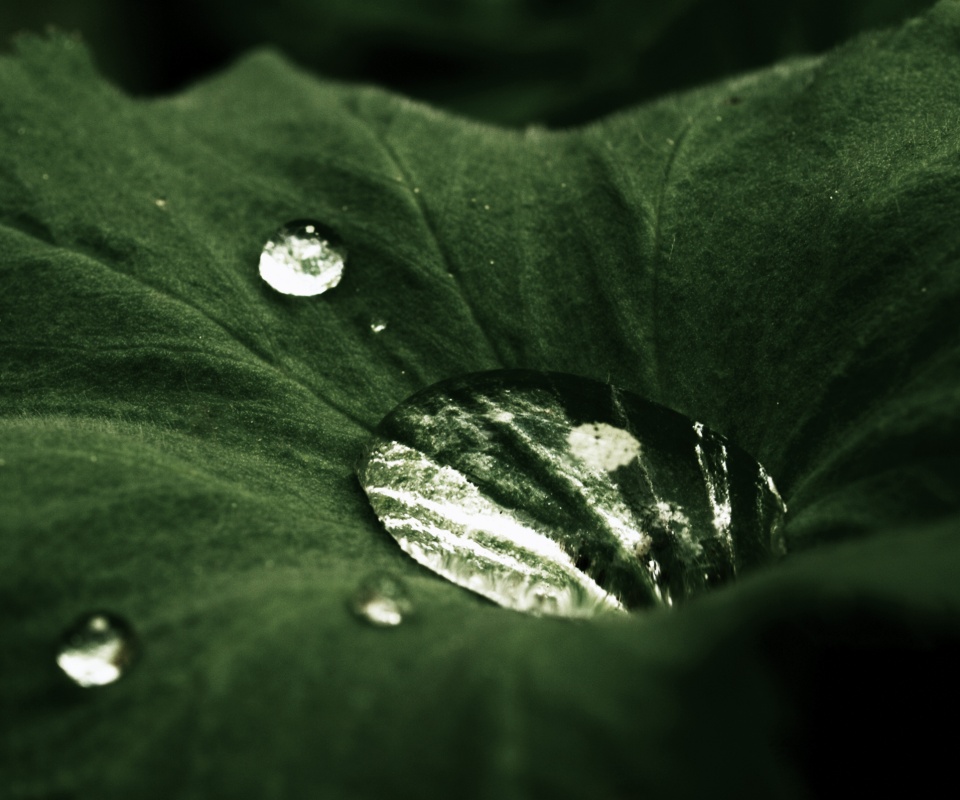 Капля в листе обои