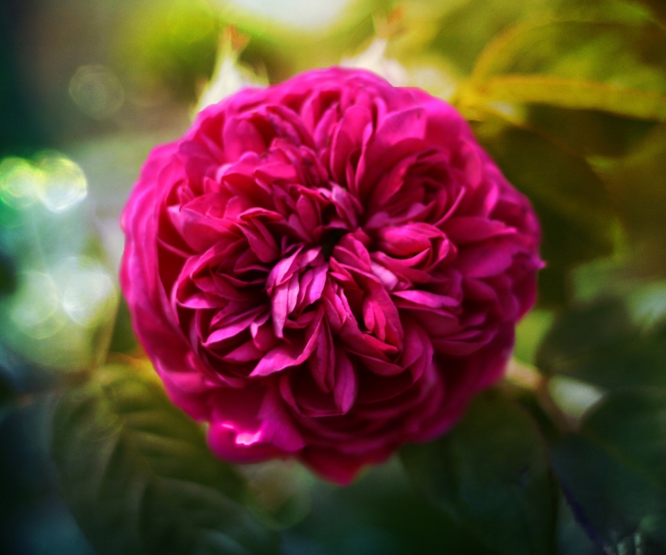 Клевер крупным планом обои