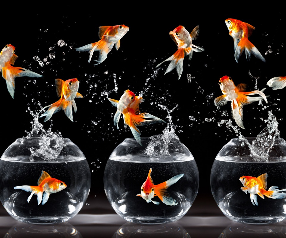 Аквариумы жонглируют рыбами обои