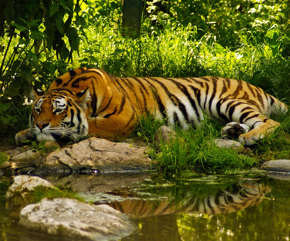 Тигр отдыхает обои
