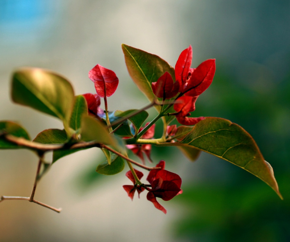 Разноцветные листья обои