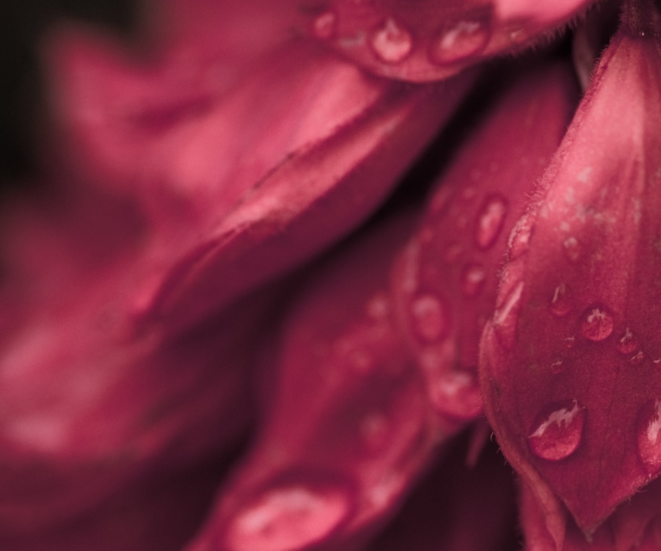 Лепестки обои