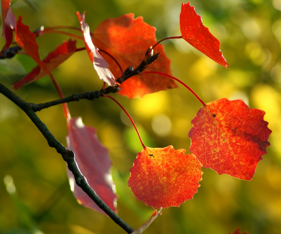Красные листья обои