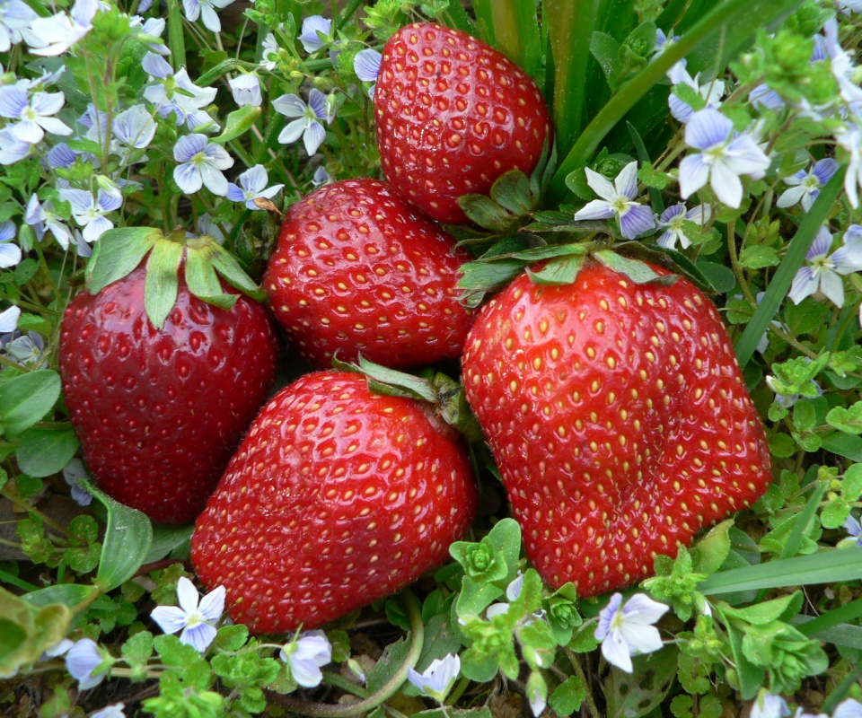 Клубника обои