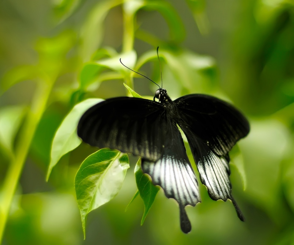 Бабочка с чёрно-белыми крыльями обои