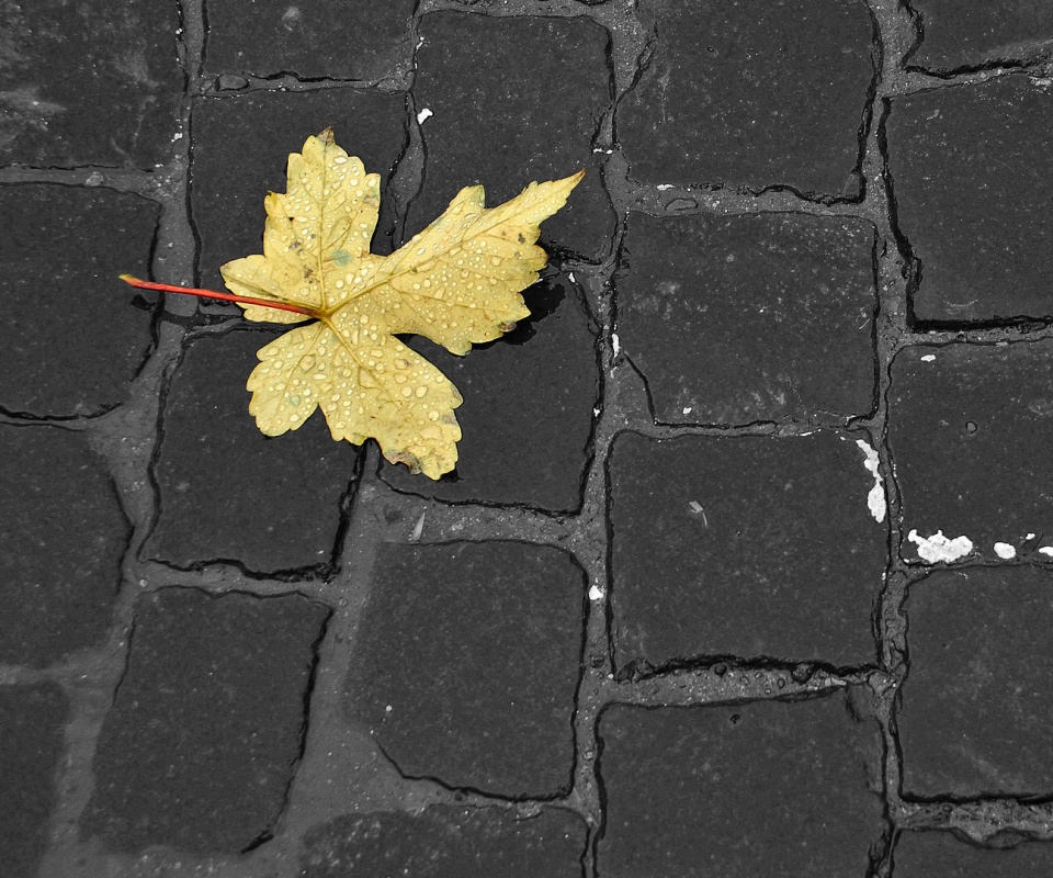 Упавший лист на мостовой обои
