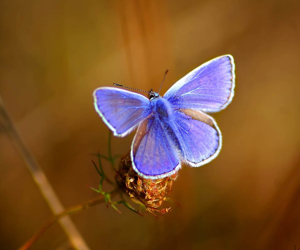 Бабочка с фиолетовыми крыльями обои