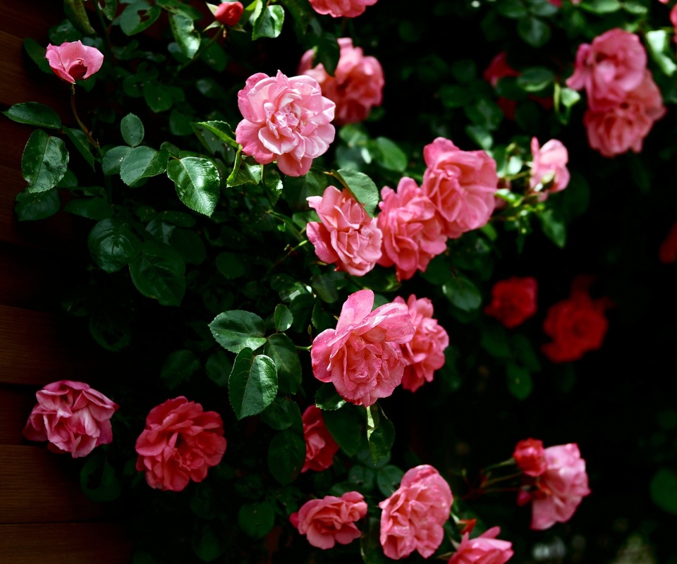 Розовый куст обои