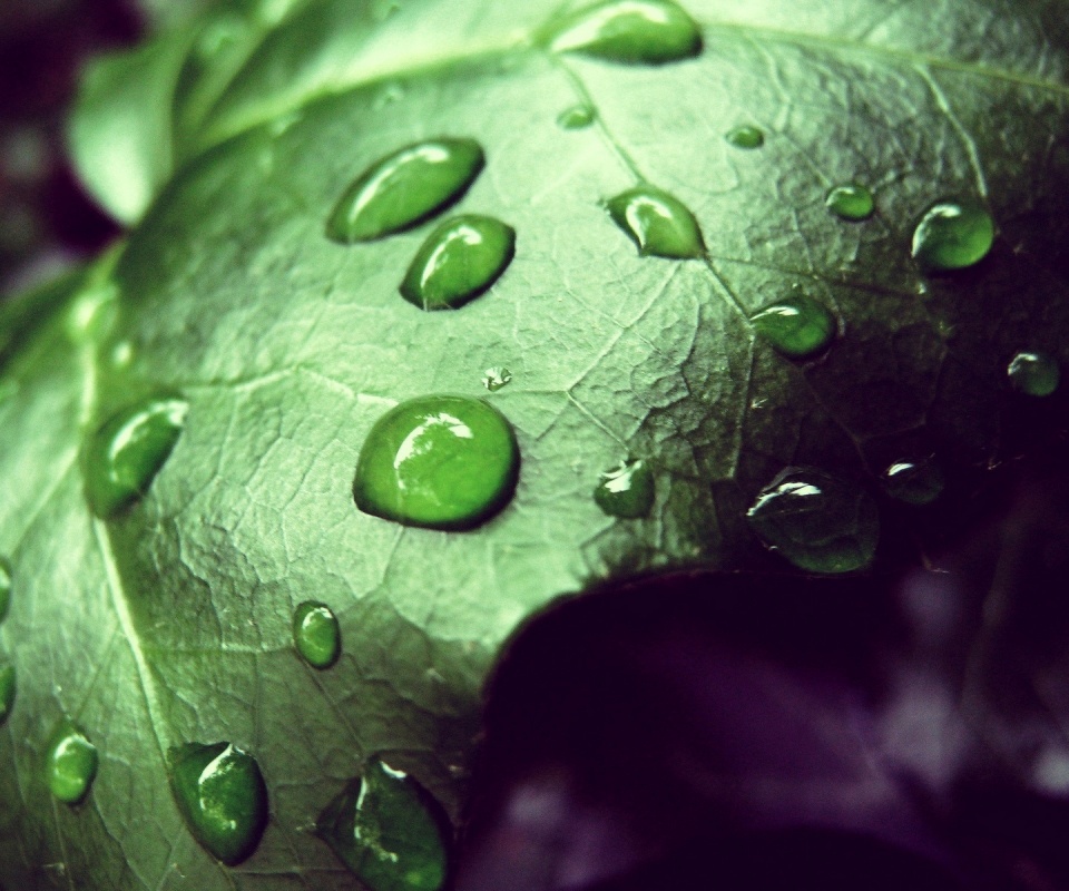 Капли росы на листе обои