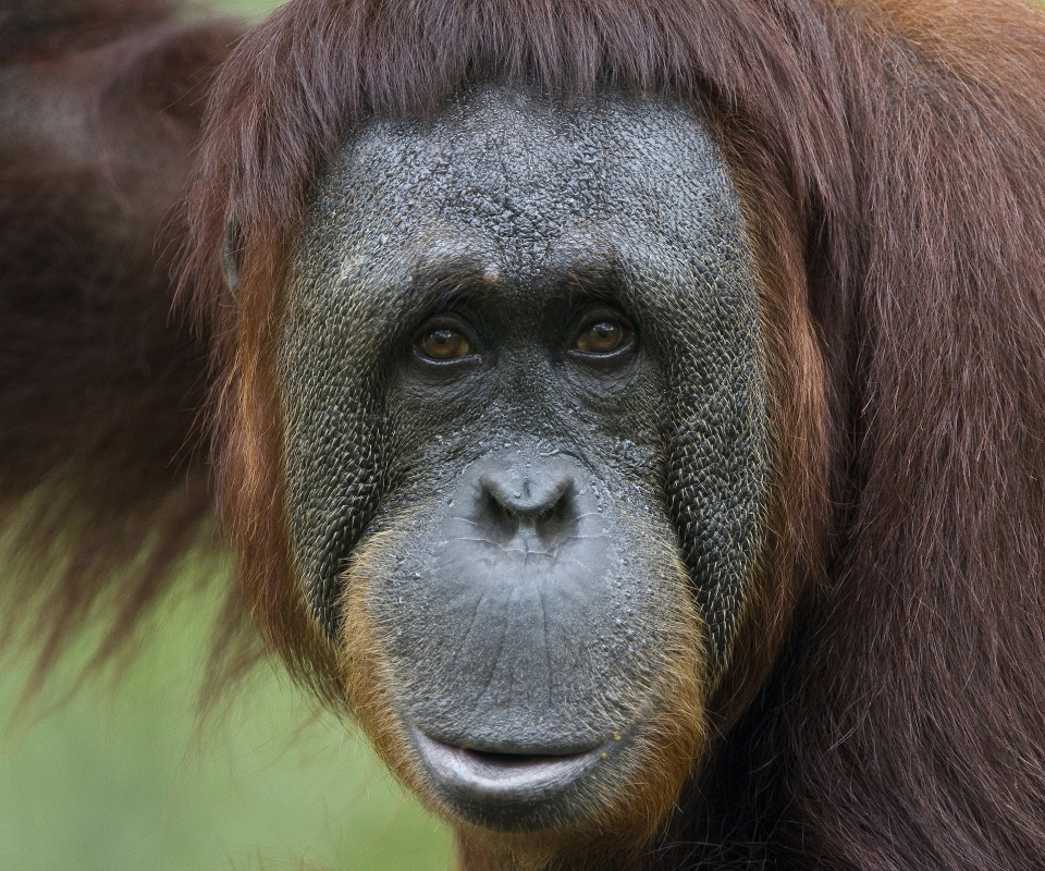 Орангутан обои