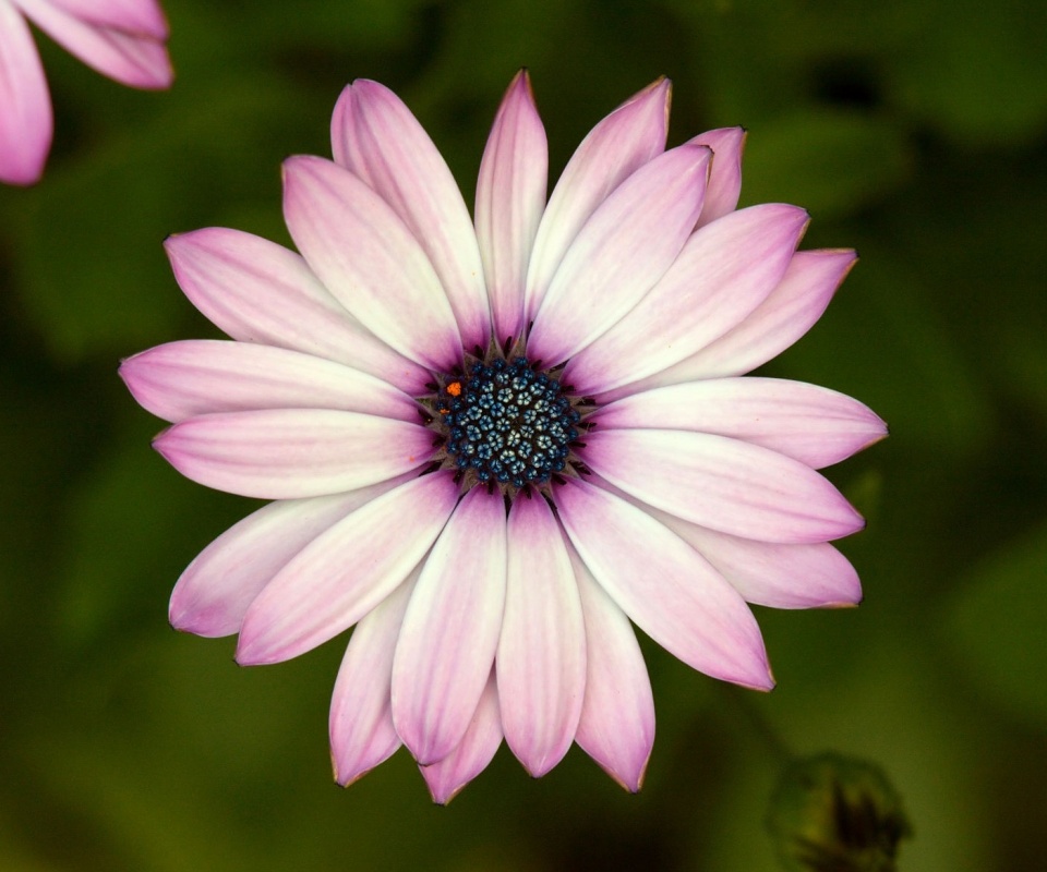 Макро фотография цветка обои