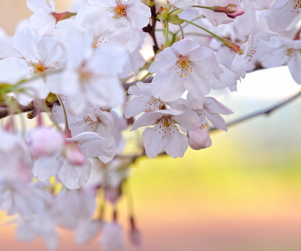 Цветение вишни обои