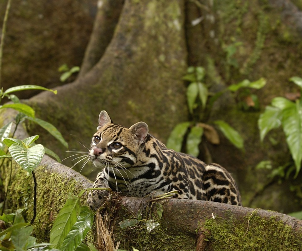 Оцелот обои