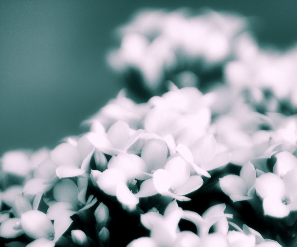 Белоснежные цветочки обои