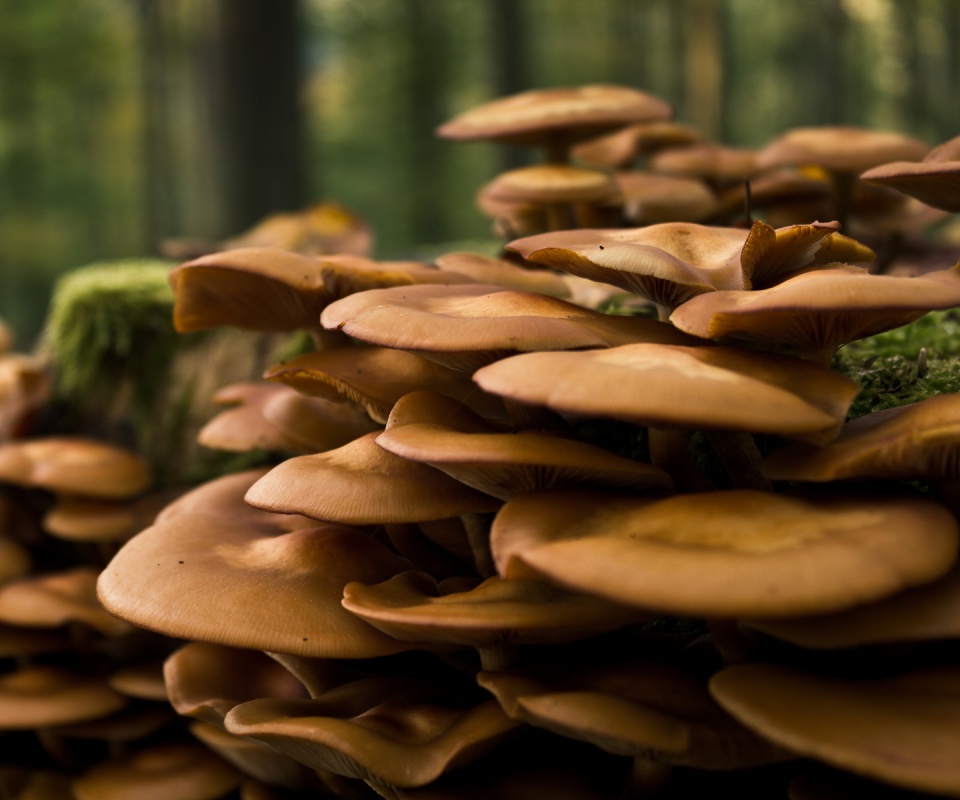 Лесные грибы на пне обои