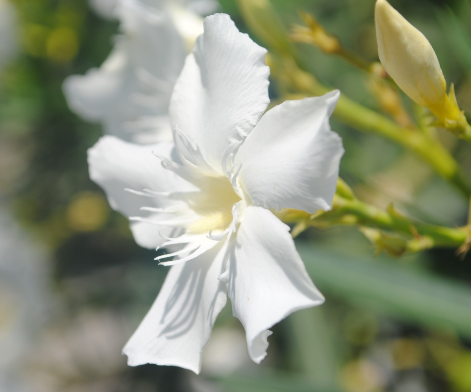 Эухарис, амазонская лилия обои