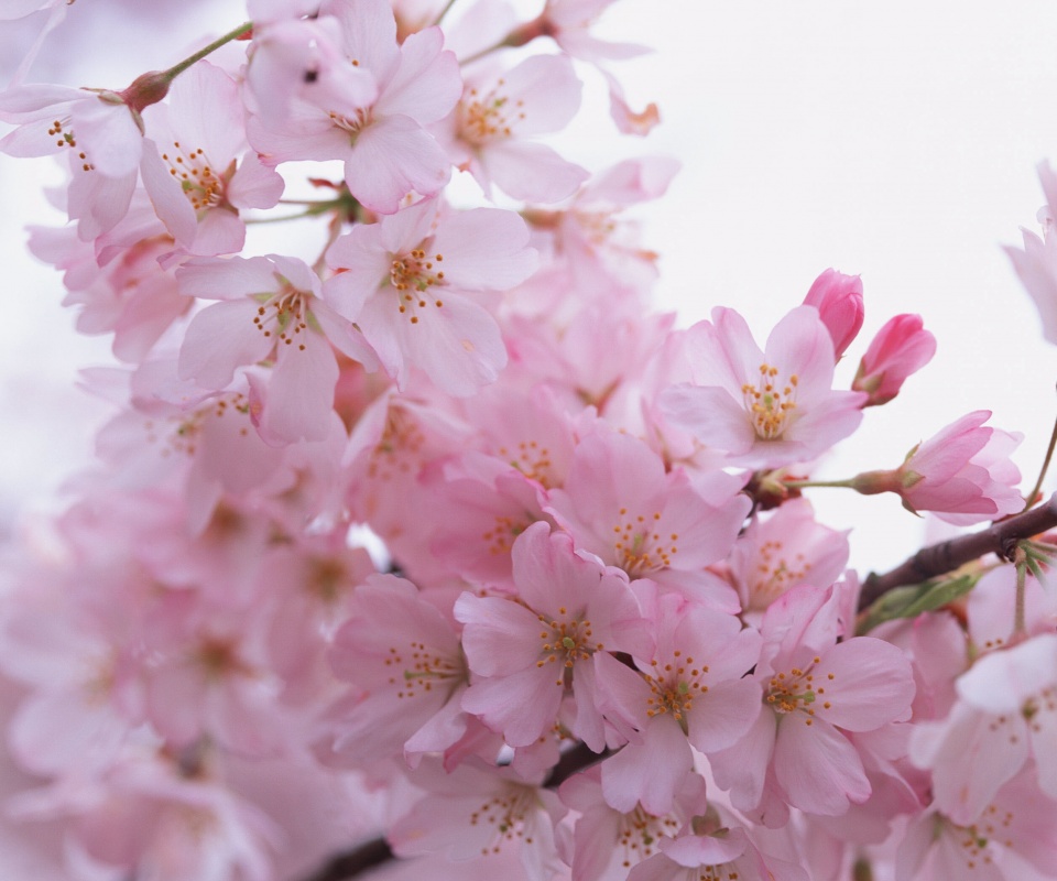 Цветение вишни обои