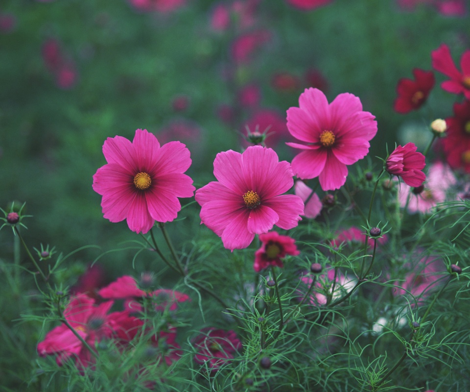 Яркие розовые цветы обои