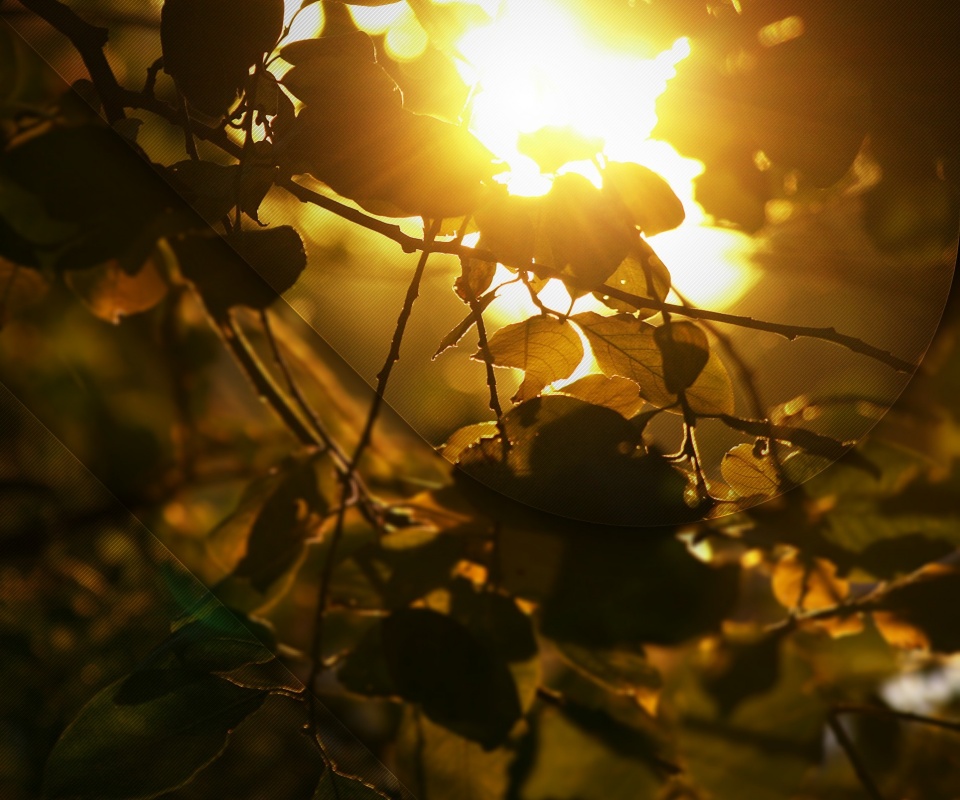 Солнце пробивается сквозь листву обои