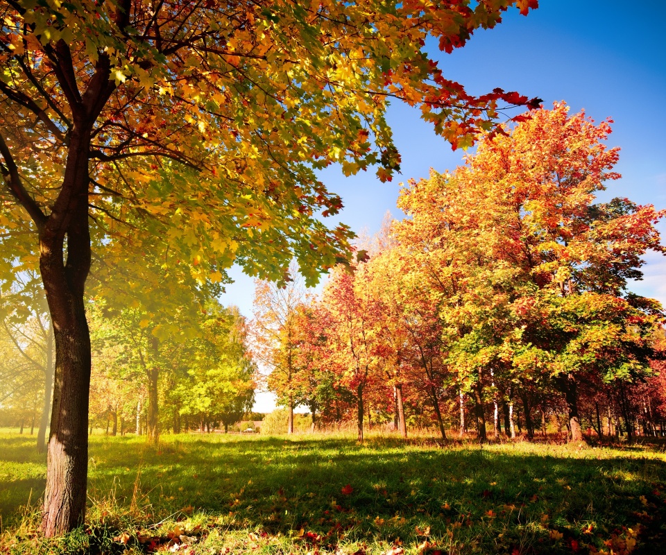 Осень в лесу обои