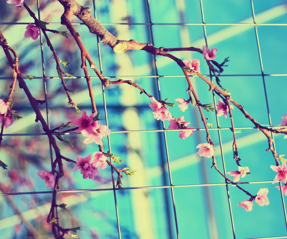 Ветка за сеткой обои