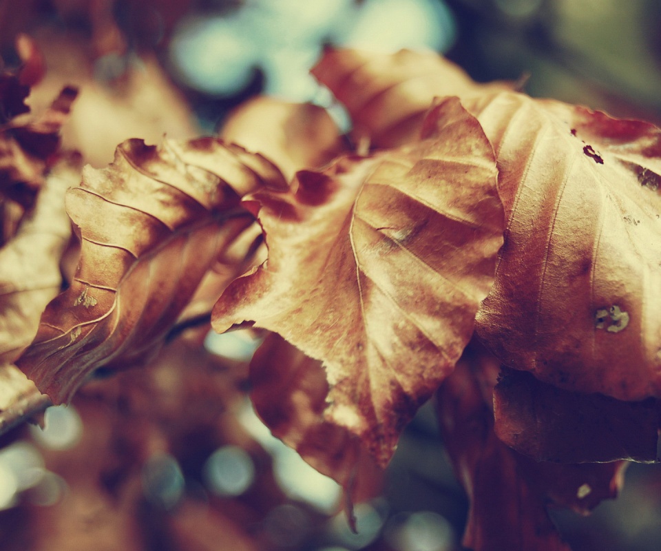 Засохший лист обои