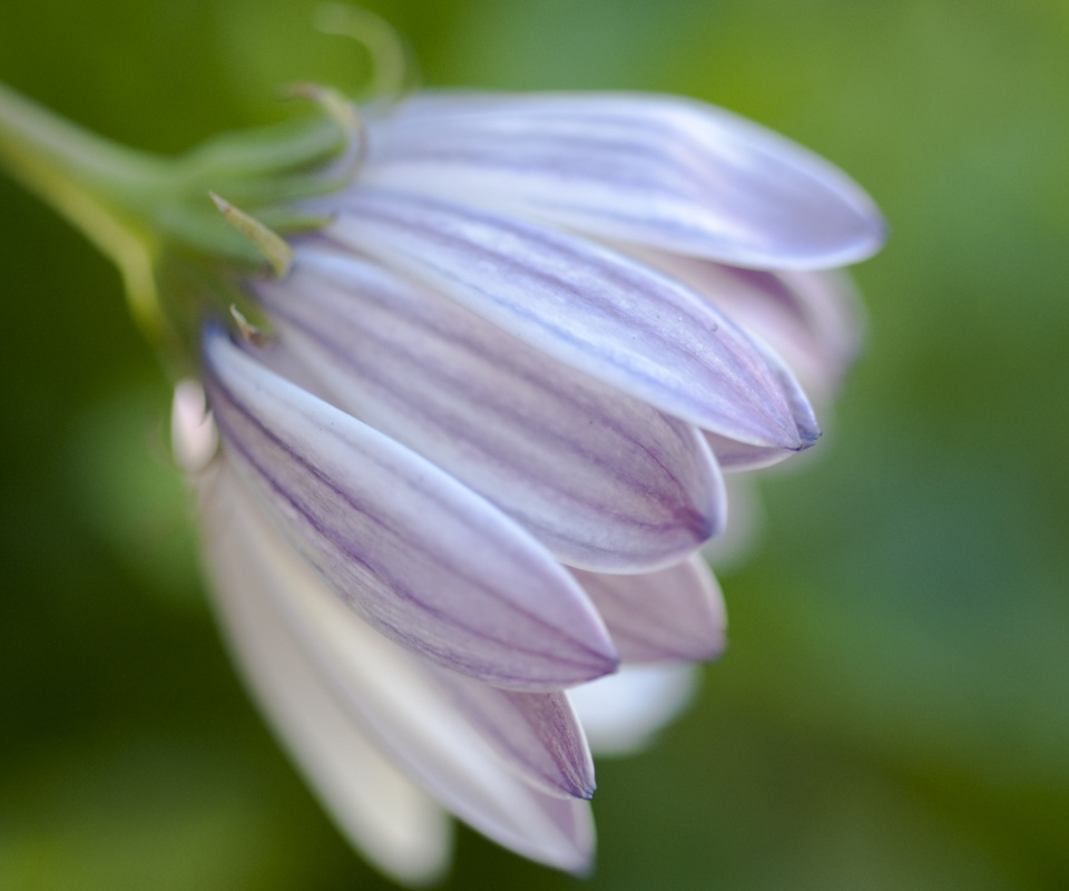 Нежно-фиолетовый цветок обои