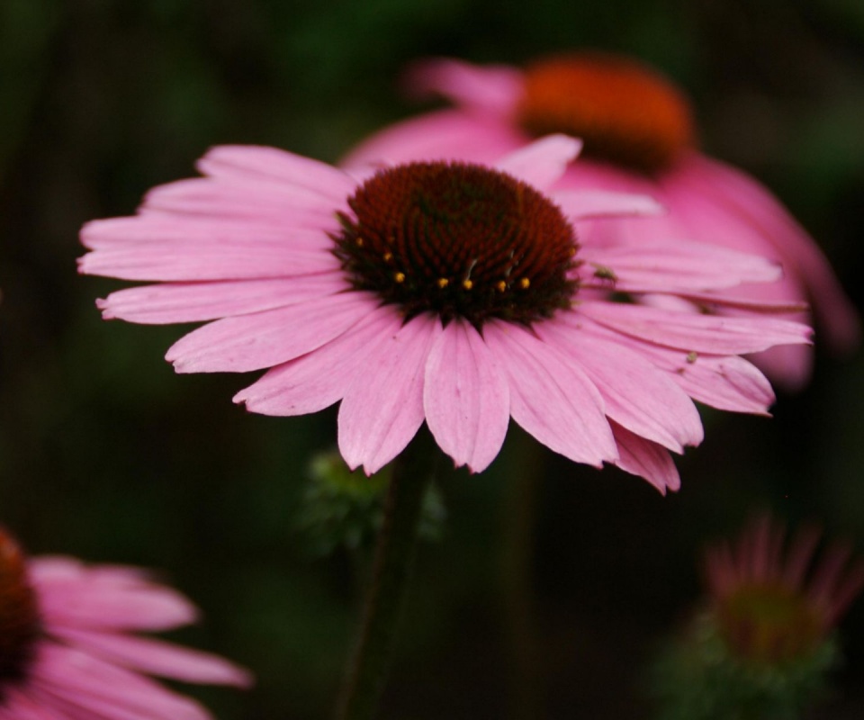 Розовый цветок обои