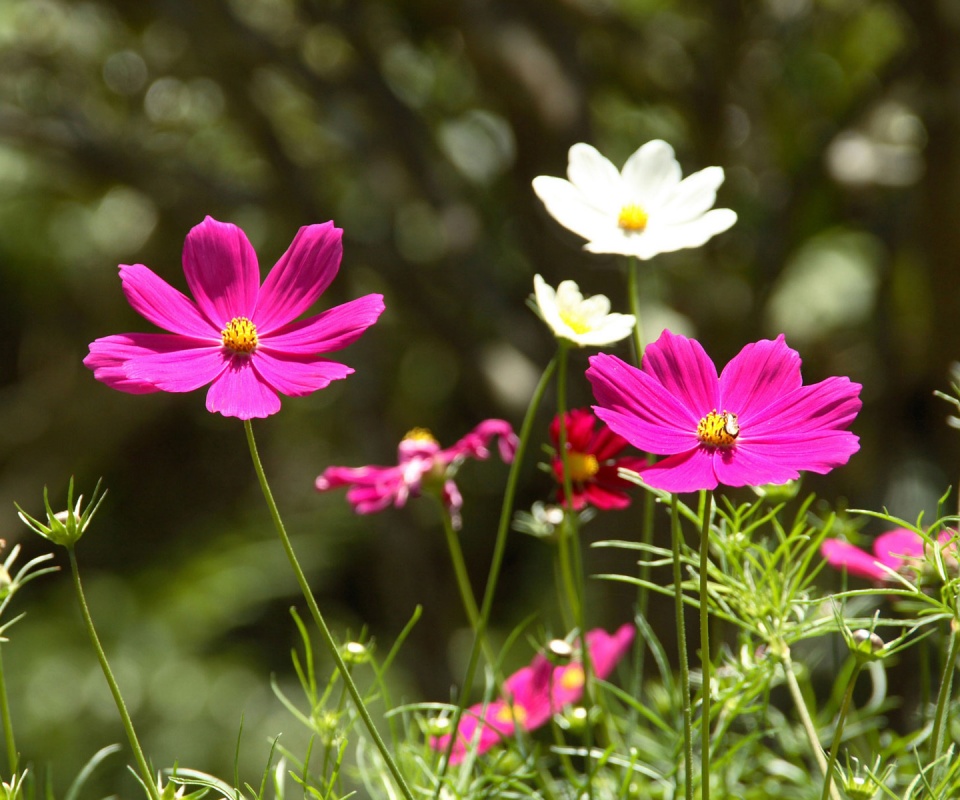 Белые и розовые цветочки обои
