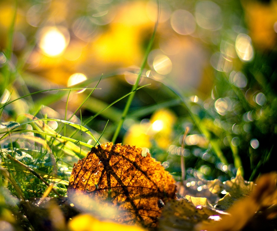 Опавший лист в траве обои