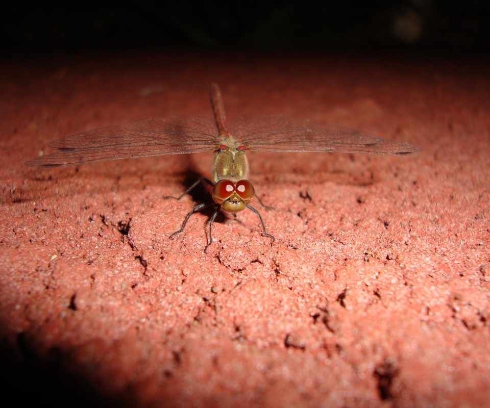 Стрекоза обои