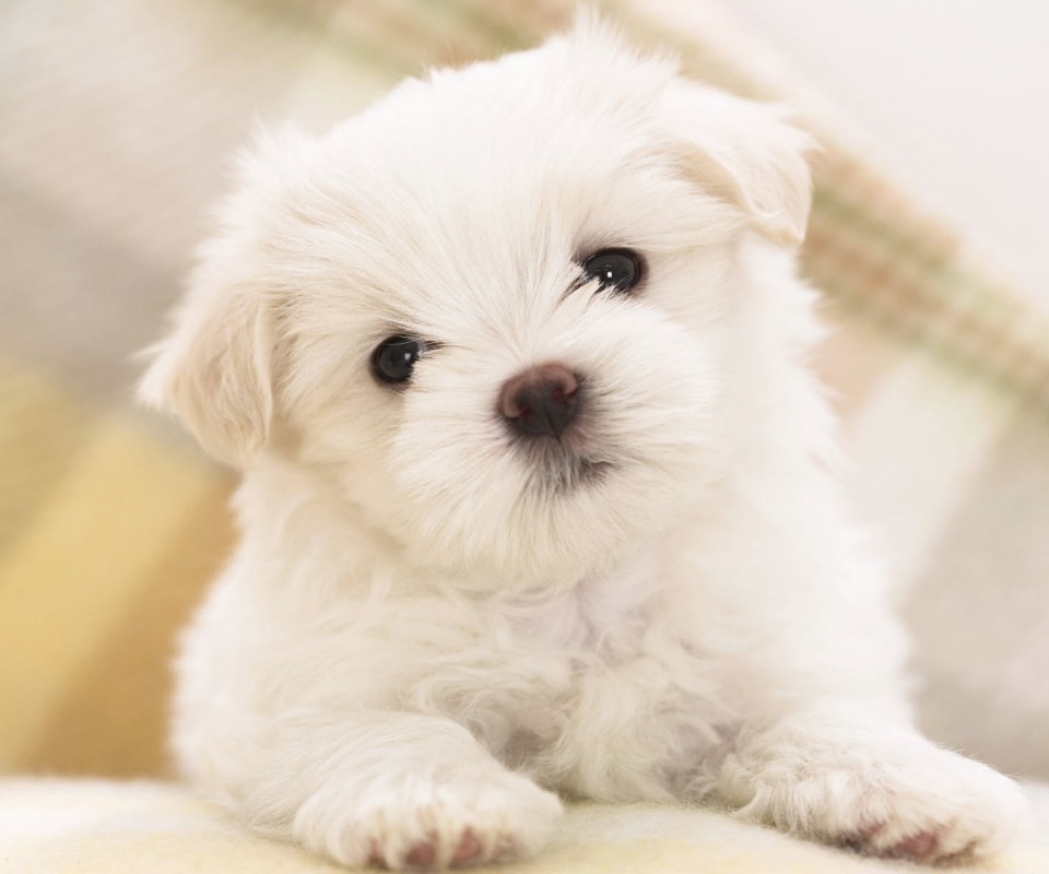 Щенок мальтийской болонки обои