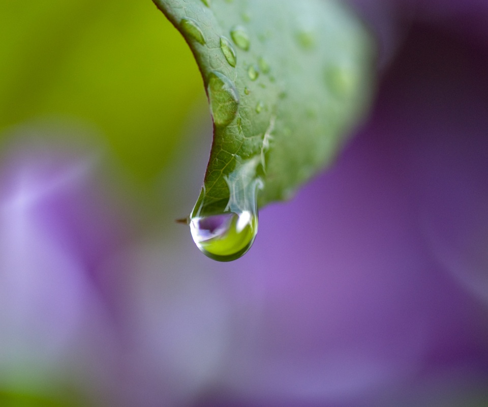 Капля на листе обои