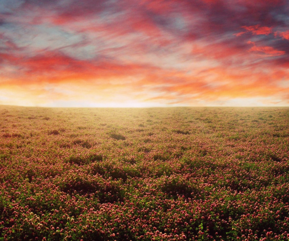 Закатное небо над цветочным полем обои