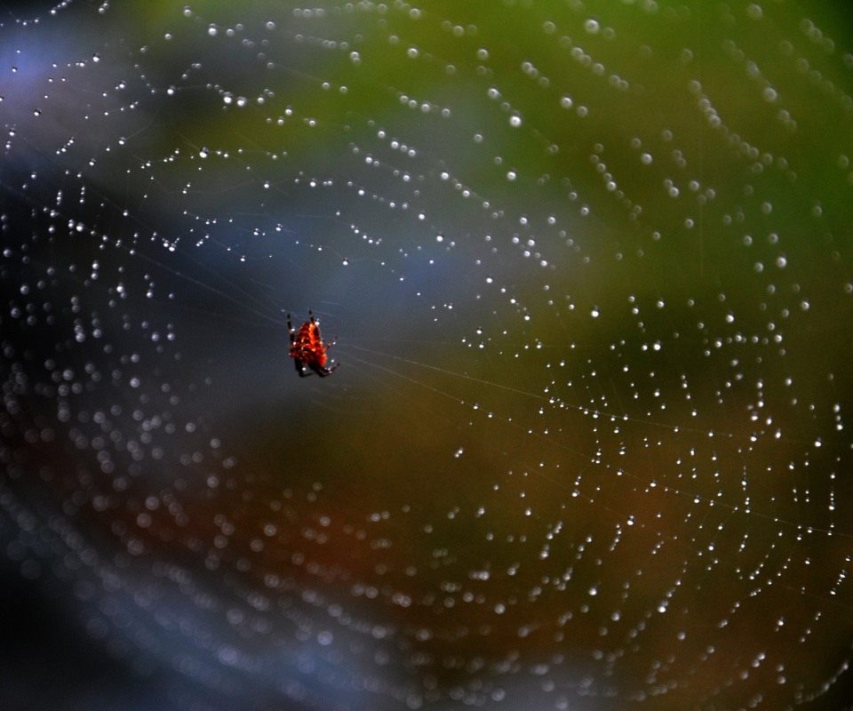 Паук на паутине обои