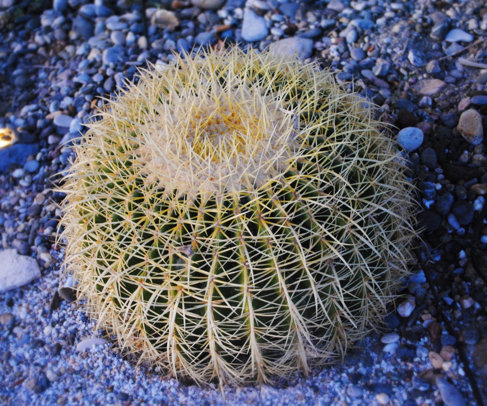 Круглый кактус обои