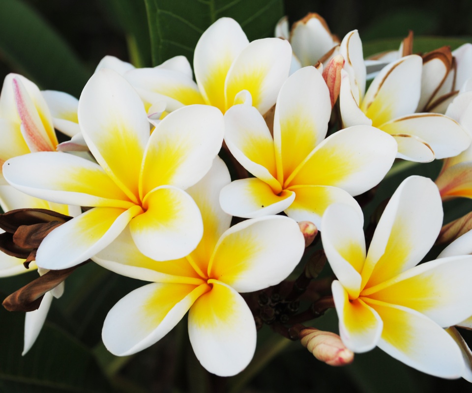 Прекрасные цветы обои