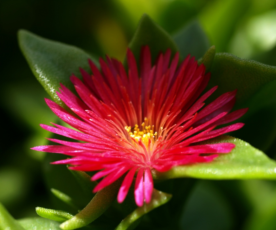 Чудесный цветок обои